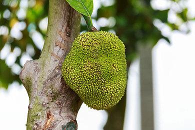 《英雄传说：黎之轨迹2》中文版开启预购 豪华版可提前游玩